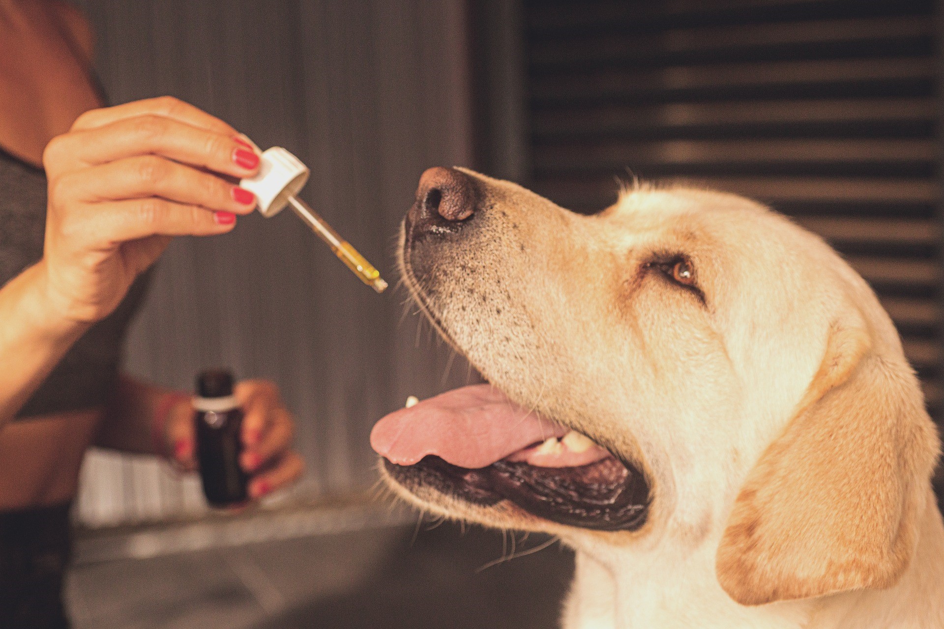 CBD Oil for Pets- How CBD Oil for Pets can Boost Your Pets’ Health?