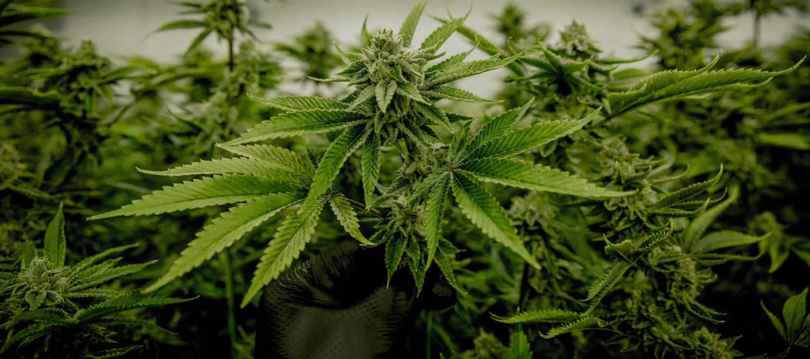 Revolution Dispensary Troy, IL: High Standard For Product Quality And Safety