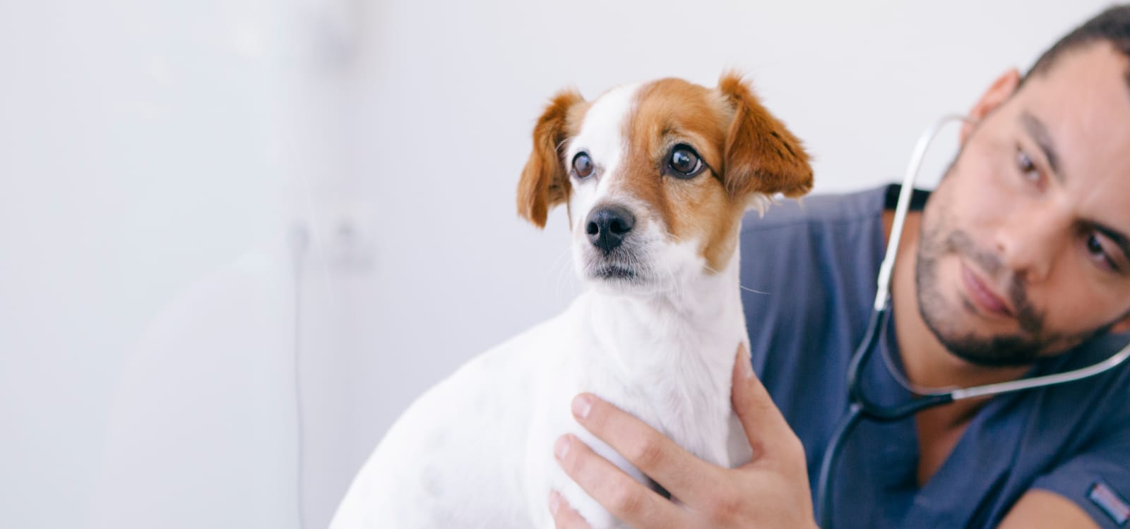 Expert Dog Surgery In Thousand Oaks