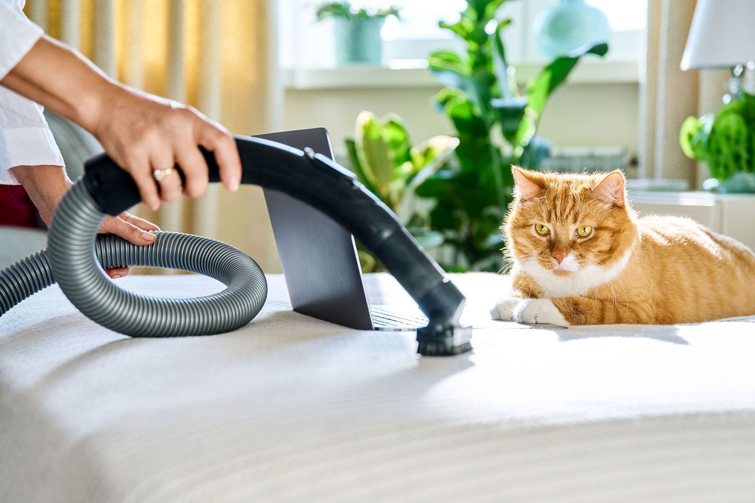 Easy Methods to Remove Pet Odors