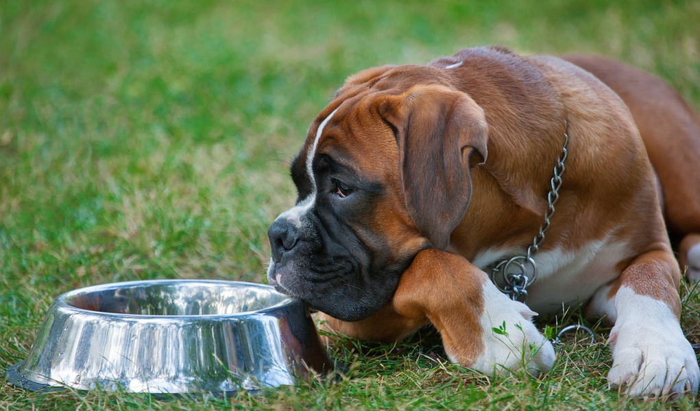 BEST DOG FOOD FOR BOXERS Lamentable
